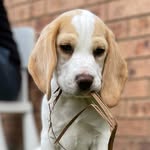 Teddy the Lemon Beagle - @teddy_martin_beagle - Instagram