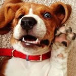 the beagle martin 🐶 - @beagle_martin - Instagram