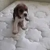 Tinkerbell Beagle - @martin.beagle - TikTok