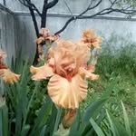 Martine Brg - @beringermartine - Instagram
