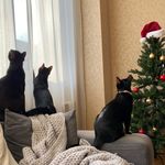 Threeblackmeows - @martin_bobby_zig - Instagram