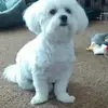 deanemartin - @deane.martin - TikTok