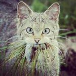 Martin Helms - @miauuuu100 - Instagram