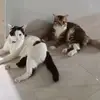 Martini Somo - @martini.somo - TikTok