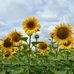 Martina Mutz - Facebook