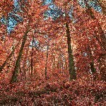 @martin_parr - Instagram