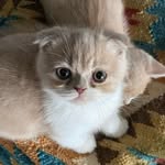 Martin Mango & Percival Marie - @timoliadopt - Instagram