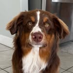 Martin Percival Blueberry - @marty_party_mini_aussie - Instagram