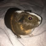 Martin - @martin.the_piggy - Instagram