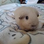 @martin_pigg_2020 - Instagram