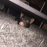 🐷 - @martin_pigg - Instagram