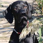 Martin/Мартин - @martin_pointer_official - Instagram