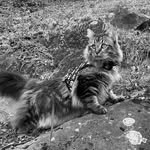 Martin Ricker - @chewythecat2022 - Instagram