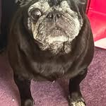 martin ryder - @mollytheoneeyedpuggle - Instagram