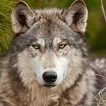 Martin Shepherd - @toxicooze - Instagram