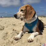 Martin Sledge - @sledgepirate - Instagram