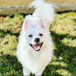 Японский шпиц Мартин ❤️ - @martin__spitz - Instagram