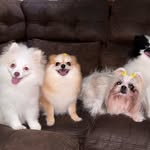 Canil Martin Spitz & Siberian - @canil_martin_spitz_e_siberian - Instagram