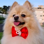 Martin 🐶 - @martin.spitz6 - Instagram
