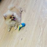 Martin - @martin_spitz_dog - Instagram