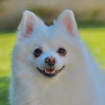 Martin - @martin_the_spitz - Instagram