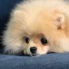 MARTINІ🍸🐾 - @martiny.spitz - TikTok