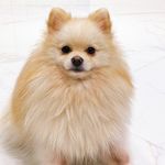 Martin spitz - @martin_pomeranian_spitz - Instagram