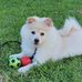 Martin the German Spitz - Facebook