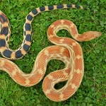 Martin Usher - @raazreptiles - Instagram