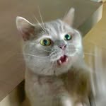 Martin Williams - @martinwilliamscat - Instagram
