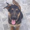 Martina🐾 - @martina.germanshepard - TikTok