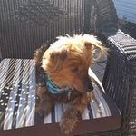 Martine Charron - @jonquilles99 - Instagram