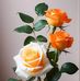 Martita Martinez - Facebook