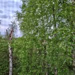 Martti Ahtisaari - @wd_40112 - Instagram