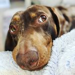 Marty Adams - @sillywelshsausage - Instagram