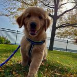 Marty Adams | The Golden🐶 - @marty_thegolden_adams - Instagram