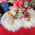 Marty Alexander & Akiko Alexis - @marty.and.akiko.theyorkies - Instagram