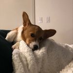 Marty the Ballard Corgi - @martythecorg - Instagram