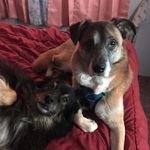 Beans, Marty, Baxter And Coco - @animal.pack.of.4 - Instagram