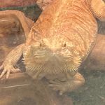 Marty McFly - @marty_beardeddragon - Instagram