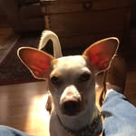 Marty Becker - @martybecker3635 - Instagram