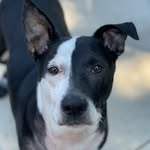 Marty 🐶 - @_martybennett - Instagram