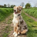 Marty 🐶 - @marty_bergeraustralien - Instagram