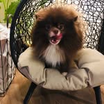 Marty Bernard Whitpaw Official - @marty_whitpaw - Instagram