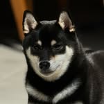 Marty & Casey 💫 - @martyandcasey_shibainus - Instagram