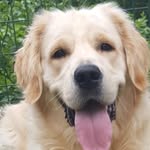 Marty Golden Retriever - @martygoldenr - Instagram