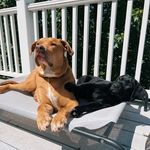 Hudson and Marty - @hudsonandmarty - Instagram