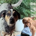 It’s us, Hi 🐾 we’re Maxwell & Marty - @maxwell_and_marty - Instagram