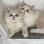 MAXWELL & MARTY || NINA - @maxwell.n.marty__blh - Instagram
