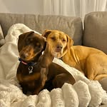Marty and Miles 💗🐶🐾 - @marty_n_miles_inoldbar - Instagram